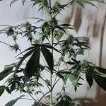 Ripper Seeds - Korenji