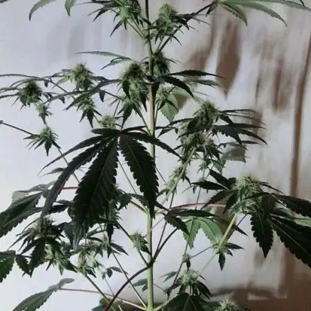 Ripper Seeds - Korenji