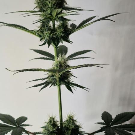 Barneys Farm - GMO Auto