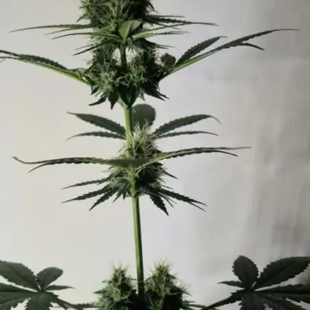 Barneys Farm - GMO Auto
