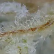 Delicious Seeds - Sunday Punch