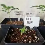 3Gorillas-SuperStrains-DutchFem-BSFSeeds