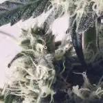 Sweet Seeds - Black Muffin F1