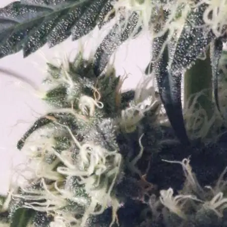Sweet Seeds - Black Muffin F1