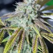 3Gorillas-SuperStrains-DutchFem-BSFSeeds