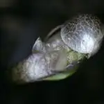 3Gorillas-SuperStrains-DutchFem-BSFSeeds