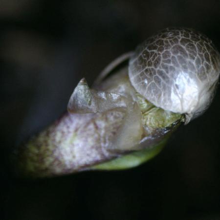 3Gorillas-SuperStrains-DutchFem-BSFSeeds