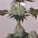 Barneys Farm - GMO Auto