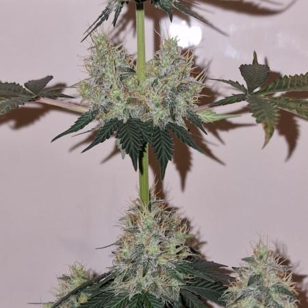 Barneys Farm - GMO Auto