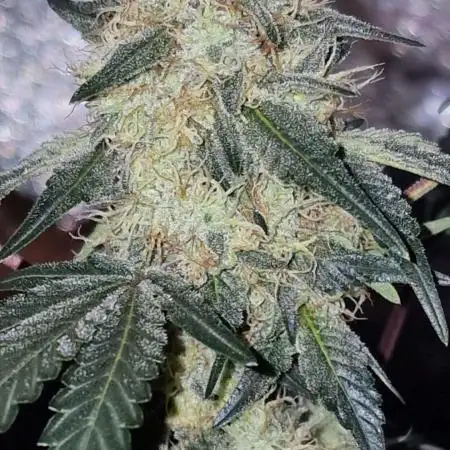 Ripper Seeds - Korenji
