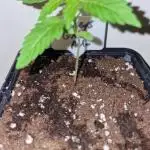 Barneys Farm - GMO Auto
