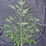 3Gorillas-SuperStrains-DutchFem-BSFSeeds