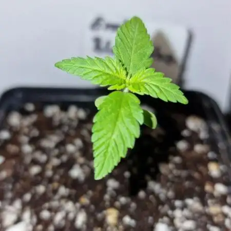Exotic Seeds - Black Haze (Auto)