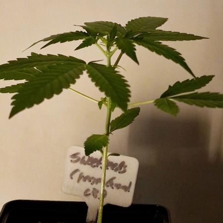 Sweet Seeds - Cream Caramel CBD
