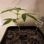 Sweet Seeds - Cream Caramel CBD