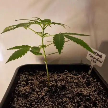 Sweet Seeds - Cream Caramel CBD