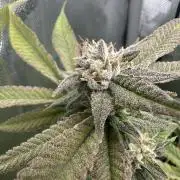 Grow #2 - Granddaddy Purple Redux