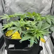 Grow #4 - Blueberry