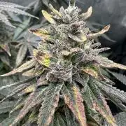 Grow #1 - Granddaddy Purple - Indoor