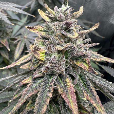 Grow #1 - Granddaddy Purple - Indoor