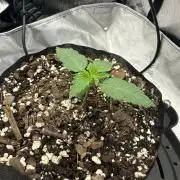 Grow #6 - Blueberry (Organic Nutes)