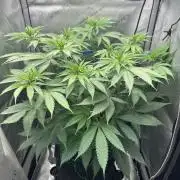 Grow #6 - Blueberry (Organic Nutes)