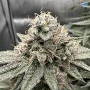 Grow #5 - Blueberry (New Light)