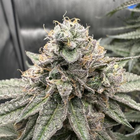 Grow #5 - Blueberry (New Light)
