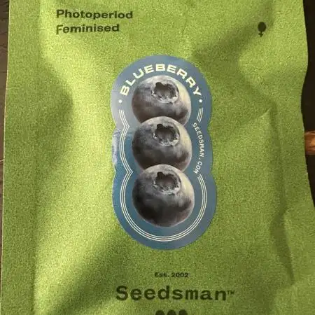 Grow #4 - Blueberry
