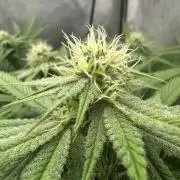 Grow #6 - Blueberry (Organic Nutes)