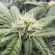 Grow #5 - Blueberry (New Light)
