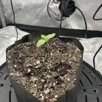 Grow #4 - Blueberry