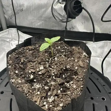 Grow #4 - Blueberry