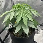 Grow #6 - Blueberry (Organic Nutes)