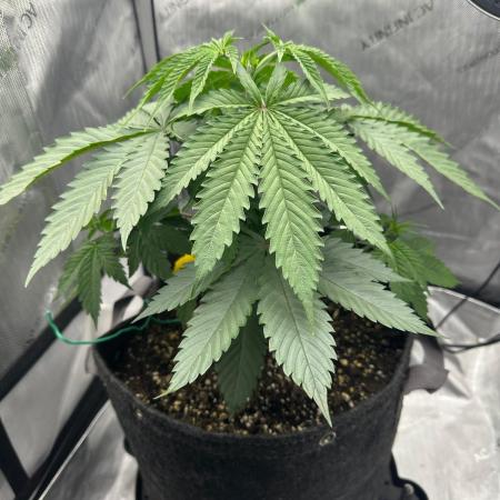 Grow #6 - Blueberry (Organic Nutes)