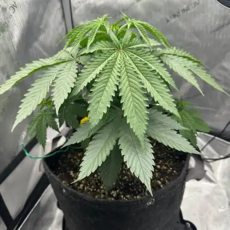 Grow #6 - Blueberry (Organic Nutes)