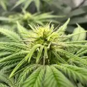 Grow #6 - Blueberry (Organic Nutes)