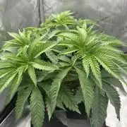 Grow #5 - Blueberry (New Light)
