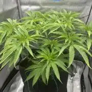 Grow #5 - Blueberry (New Light)