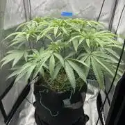 Grow #5 - Blueberry (New Light)