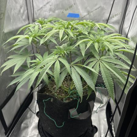 Grow #5 - Blueberry (New Light)