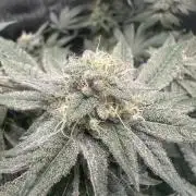 Grow #4 - Blueberry