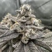 Grow #4 - Blueberry