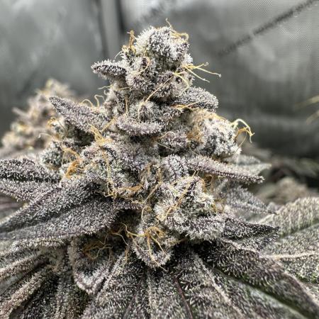 Grow #4 - Blueberry