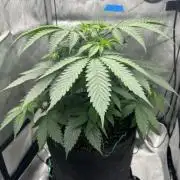 Grow #6 - Blueberry (Organic Nutes)