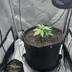 Grow #3 - Northern Light