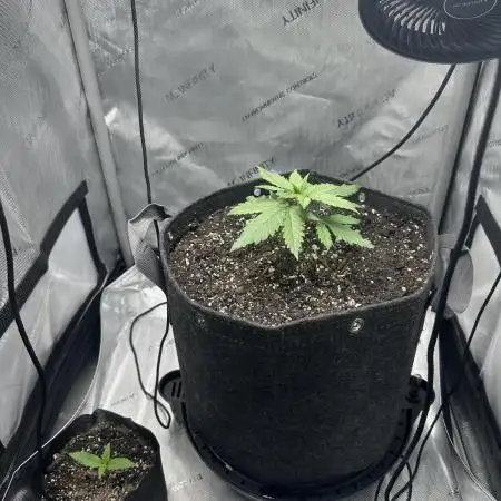 Grow #3 - Northern Light