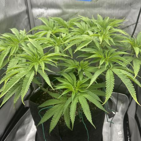 Grow #5 - Blueberry (New Light)