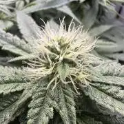 Grow #5 - Blueberry (New Light)