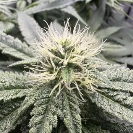 Grow #5 - Blueberry (New Light)